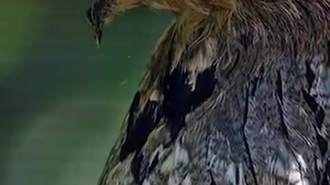 Terrifying Creature Discovered in The Amazon