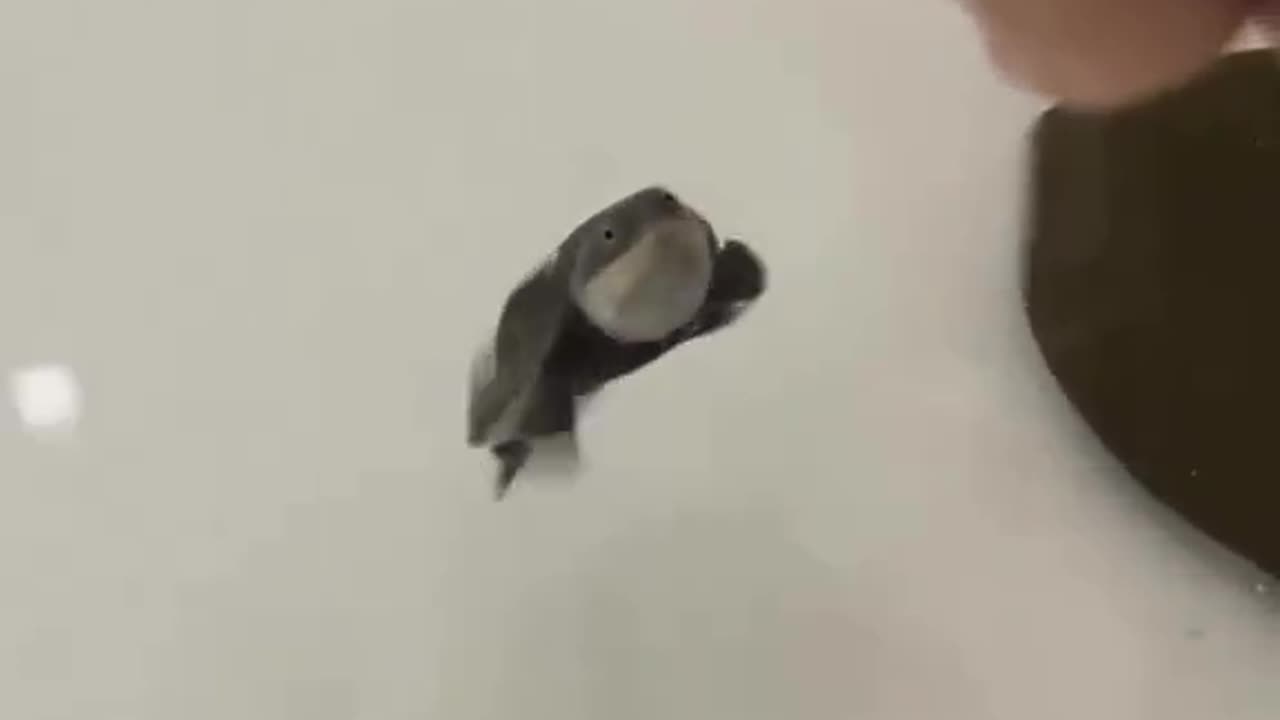 What is the name of this turtle?? 🐢