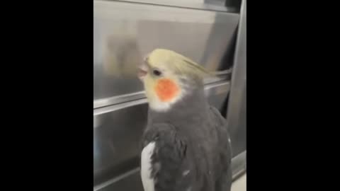 Parrot fanny moments video