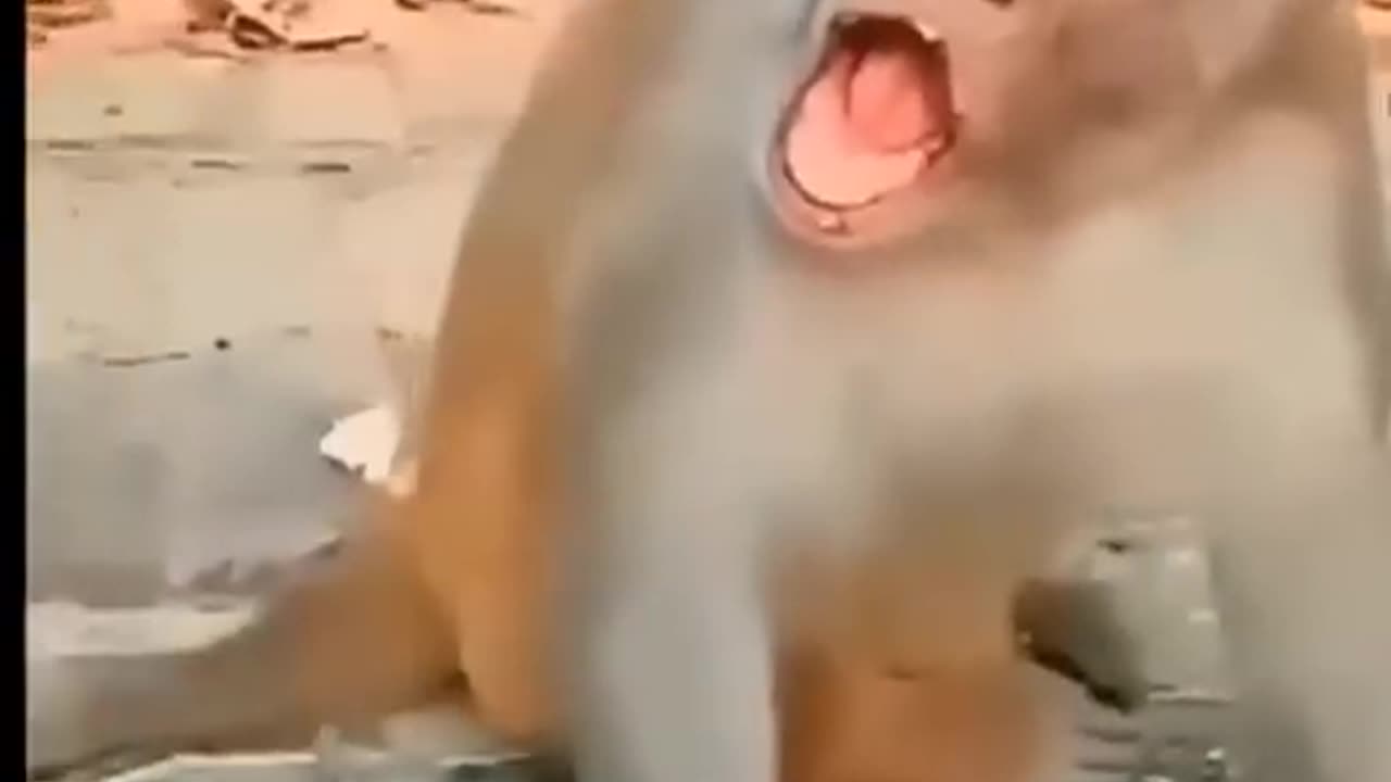 Funny Babies Video