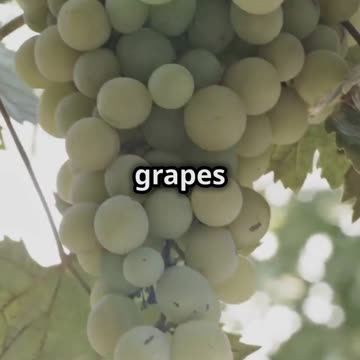 The Ancient Art of Winemaking 🍇