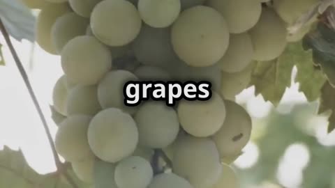 The Ancient Art of Winemaking 🍇
