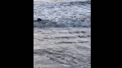 TIBURÓN EN LA SERENA