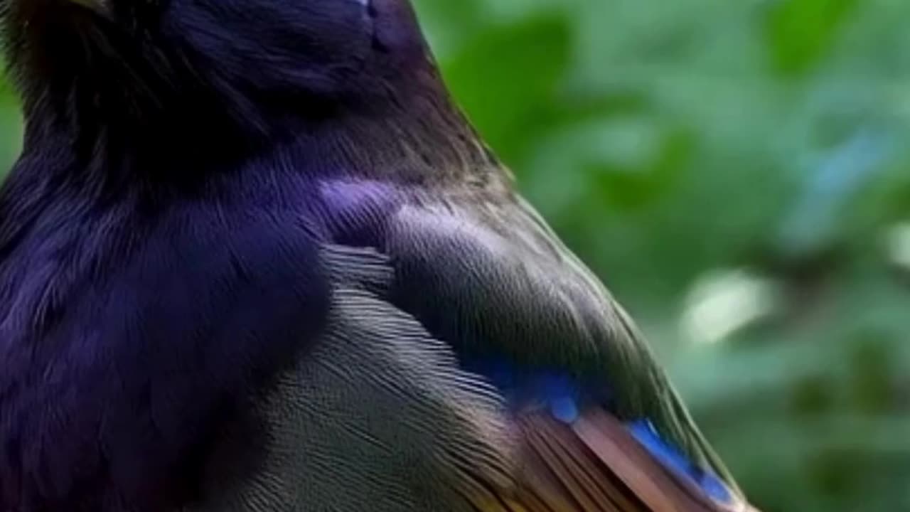 "Eurasian Blackcap's Enchanting Song – Nature's Melodic Treasure"