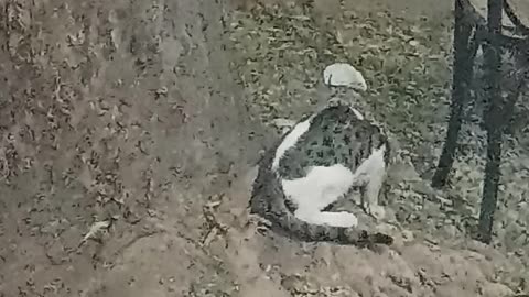 Cute cat and bird fight