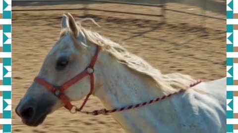 White Horse Running Around the Ranch