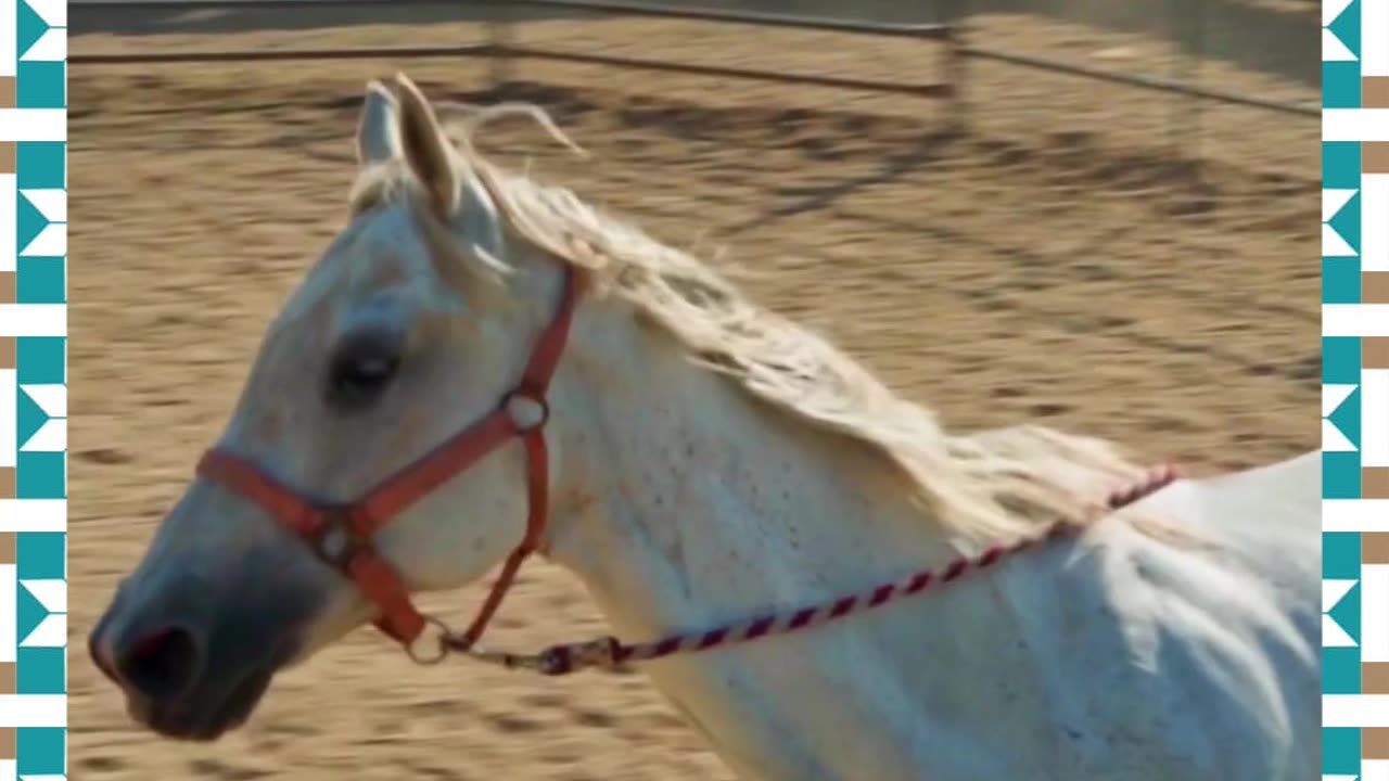 White Horse Running Around the Ranch