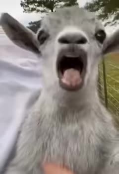 Funny Animals Make You Laugh Shorts 1