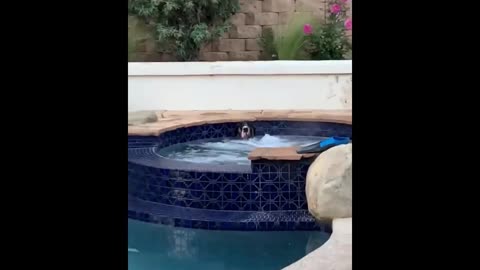 Funny cats and dogs compilation