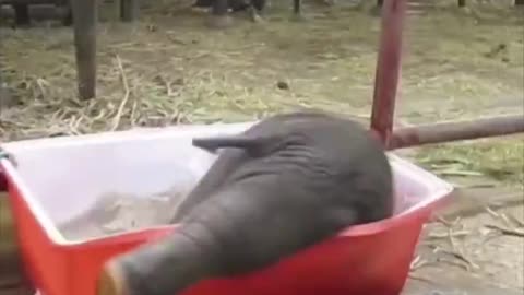 Baby elephant taking a bath..
