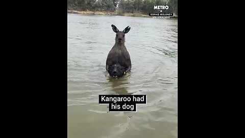 Man saves dog from Kangaroo!