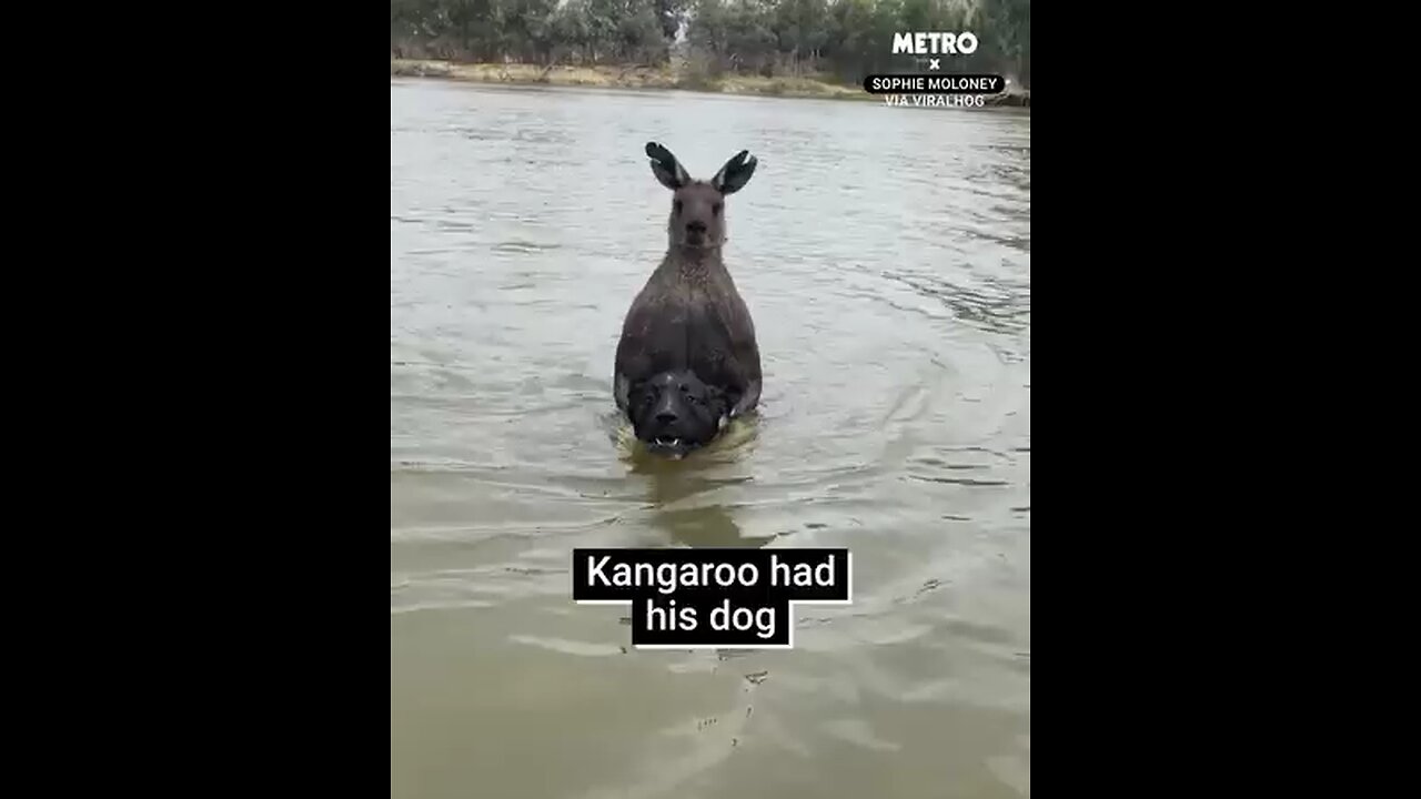 Man saves dog from Kangaroo!