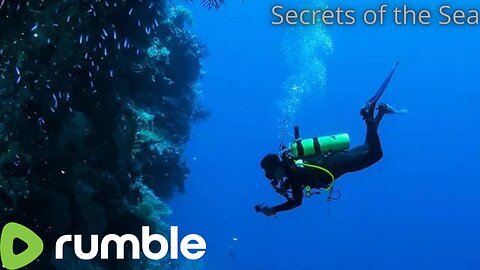 Underwater footage ｜ Sea Animals ｜