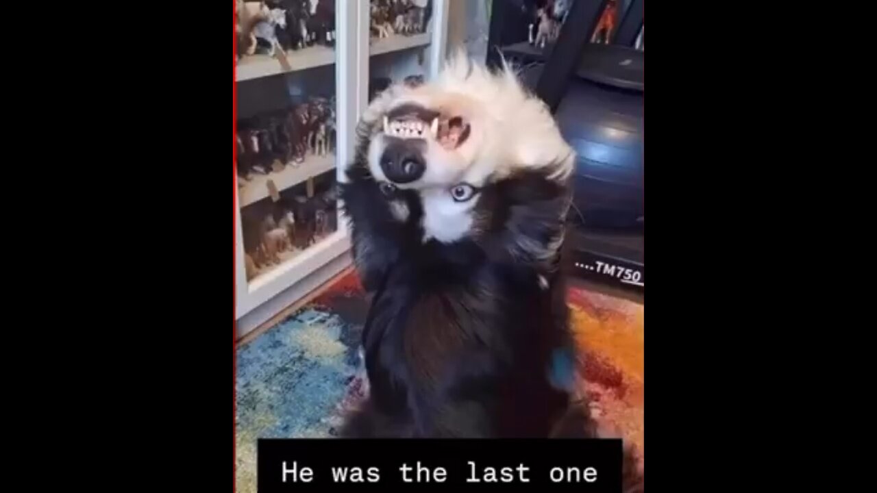 CATS and DOGS are FED Up