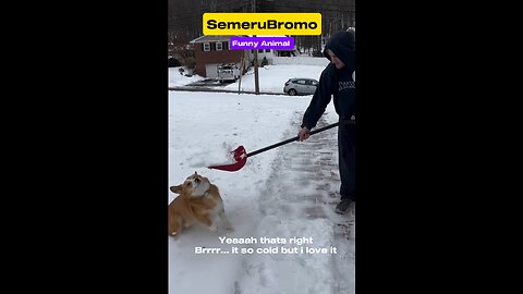 Funny Animal - Dog that love to play with ice #funnyshorts #funny #funnyvideo #doglover