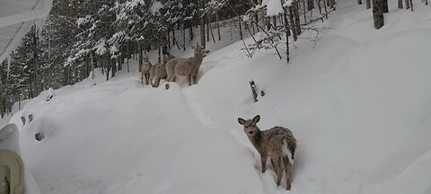 Survival is hard in the winter