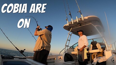 GOLD COAST fishing for COBIA.