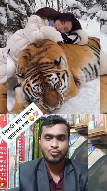 শিকারি বাঘ থাকলে ঘুমানোও যায় 🐯🔥💯