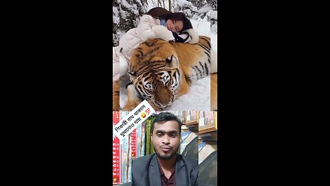 শিকারি বাঘ থাকলে ঘুমানোও যায় 🐯🔥💯