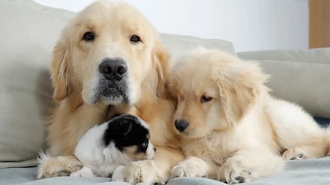 Golden Retriever Dad Introduces Son to New Puppy. PSN Experiment