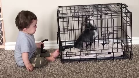 🤣Funny kids animals pet Video