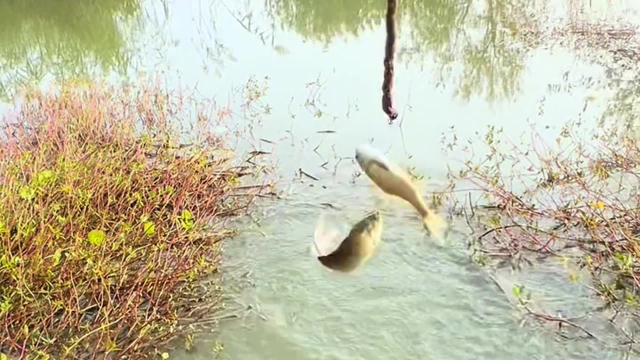 Unique Fishing Part 2