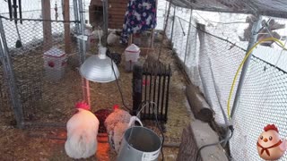 Chicken Live Stream