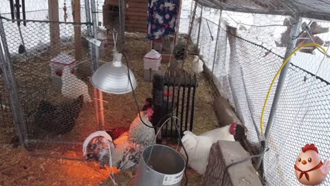 Chicken Live Stream