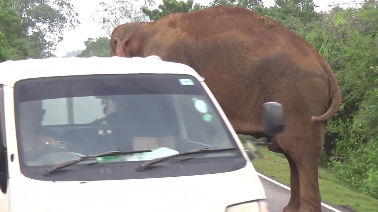 Wild Elephant Srilanaka Atta