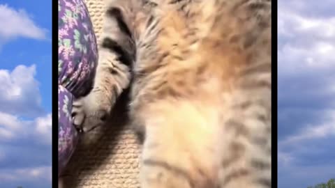 Try Not to Laugh! Funniest Pets Caught on Camera! 🐶🐱🤣 #FunnyAnimals
