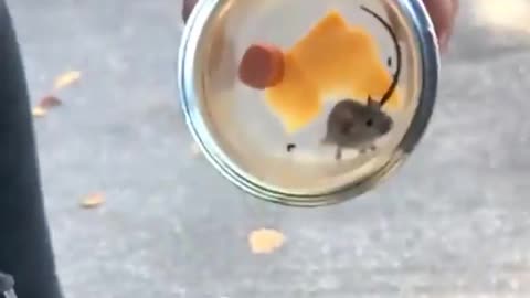 Sigma Mouse 😂