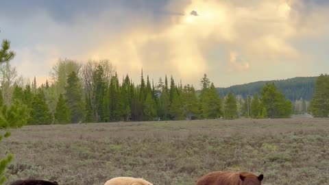 Colorful Array Of Brown Bears In Grand Teton