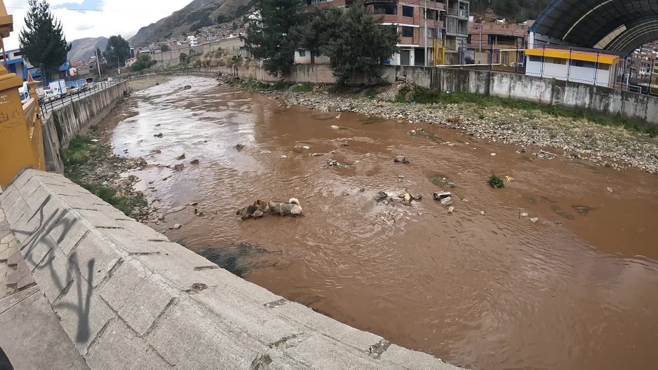 Dogs crossing the River in Huancavelica