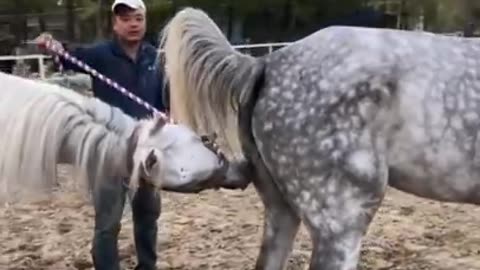Best Wild Horses Mare Compilation of some Wild Horse Fights Video