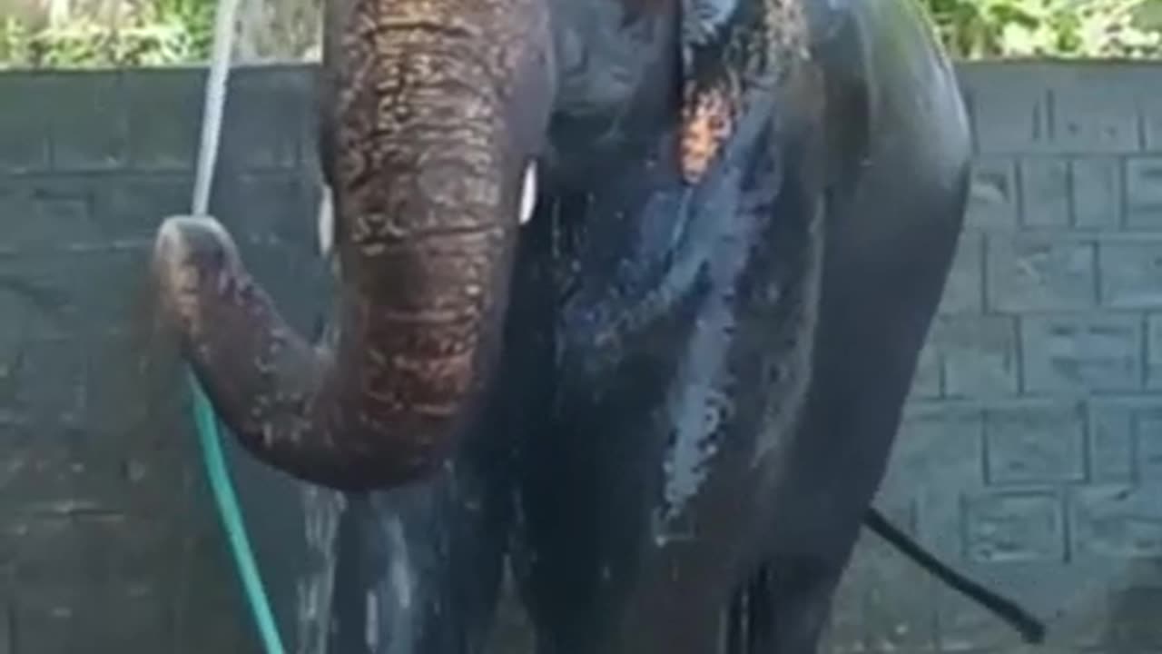 elephant