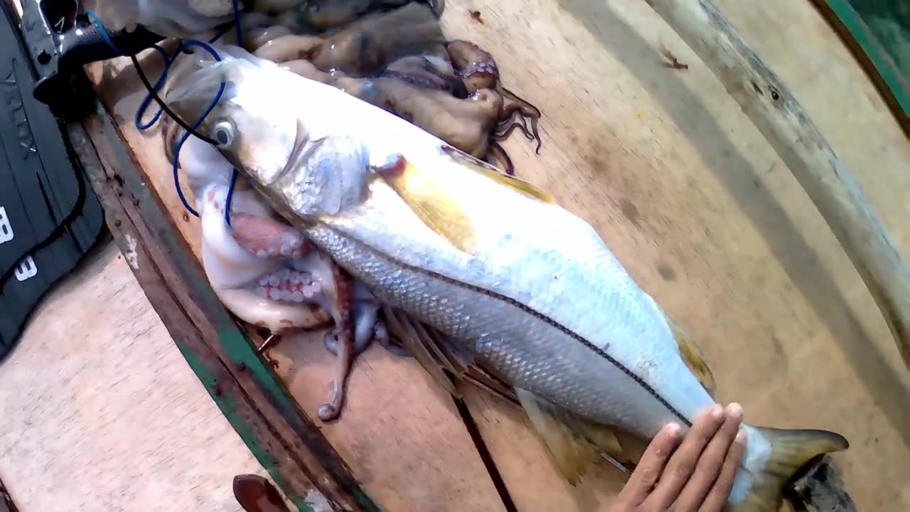 Look at the size of this camurim, the sea bass is arrowed