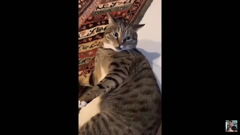 2025 Funniest Cats and Dogs Memes Try Not to Laugh Challenge