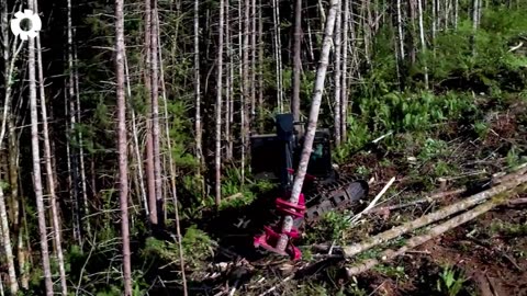 Most Big Chainsaw Cutting Tree Machines - Machines at Work