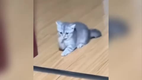 Little cat very very fanny moments video