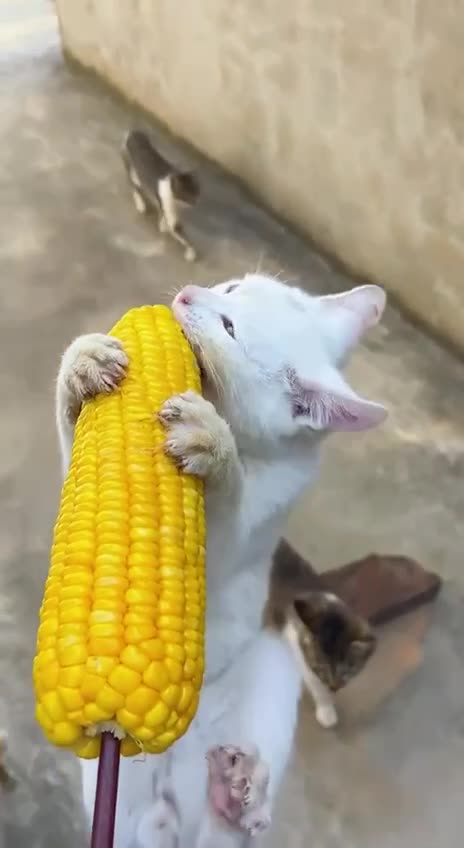 Love them corn on the cob 😊