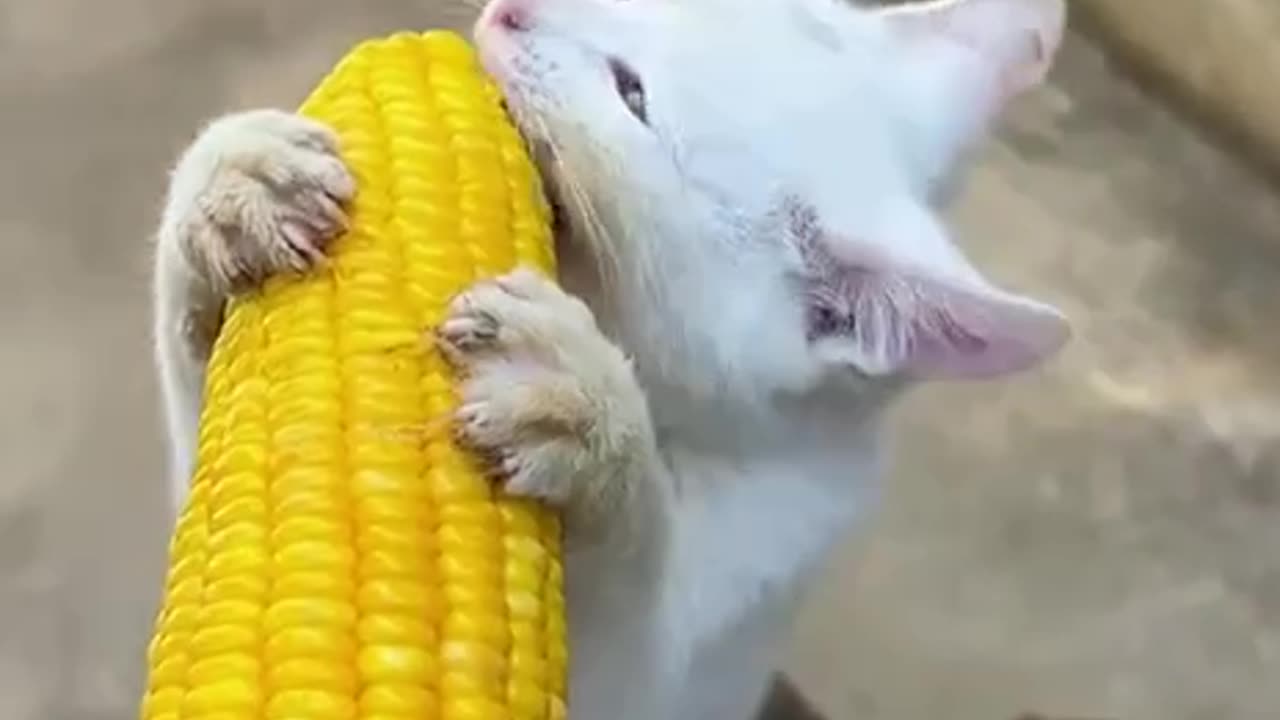 Love them corn on the cob 😊