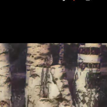 German WW2 tree trunk deception camouflage nature's disguise #Colourized footage 🌳 🇩🇪 🎥