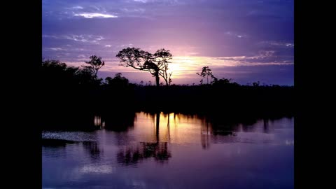 Soothing Jungle Sounds at Dusk | 8 Hours of Chirping Crickets & Singing Birds