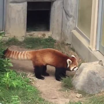 What the heck is that? says the red panda. timeline cleanse