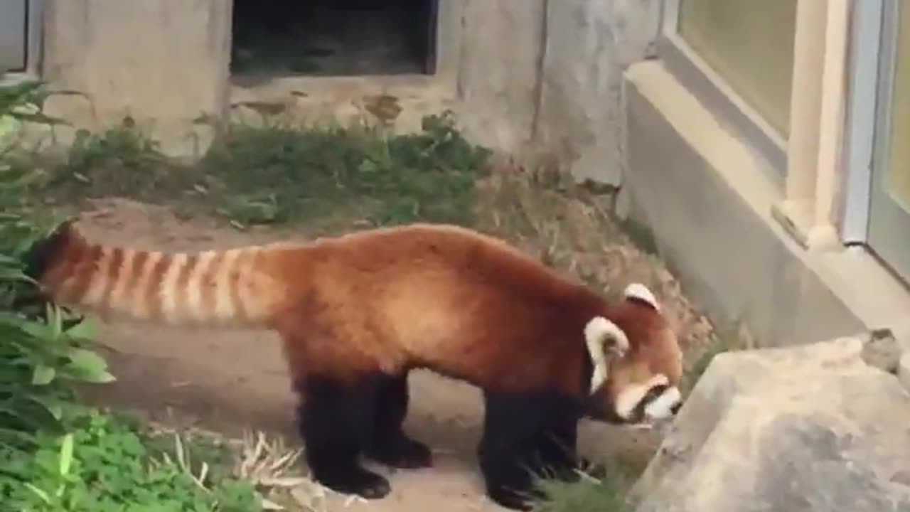 What the heck is that? says the red panda. timeline cleanse