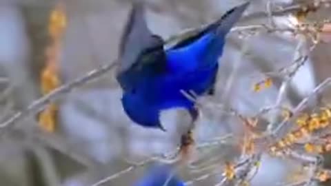 Beautiful Grandala Blue Birds Feeding in a Tree