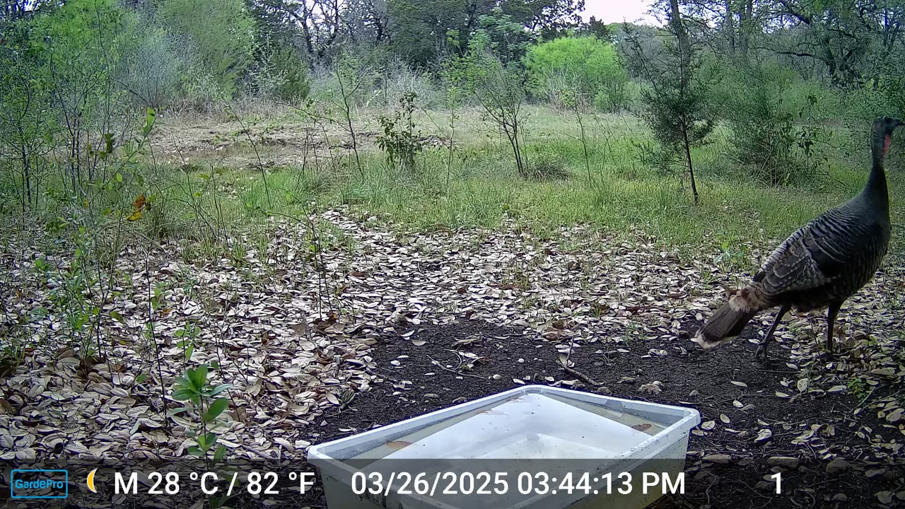 Wild Turkey
