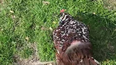 Eggs! Beautiful Hens! #hens #chicken #shorts