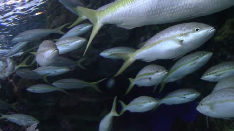 Piranha have scissors like sharp teeth! #piranhas#ocean#sea#lake