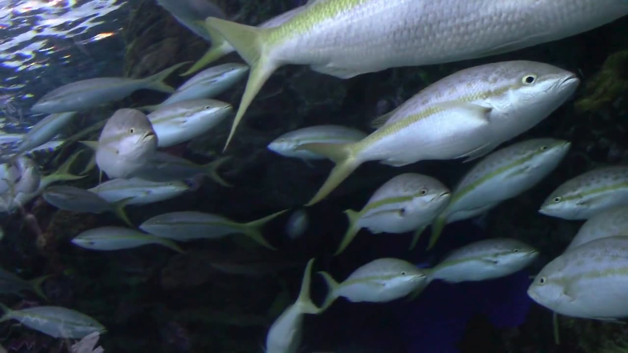 Piranha have scissors like sharp teeth! #piranhas#ocean#sea#lake